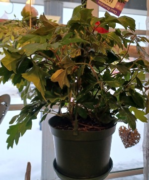 Oak Ivy 