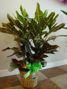 OAK LEAF CROTON