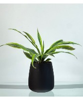 Oasis Stripe House Plant