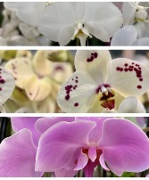 Ochid Plants Blooming orchid plants