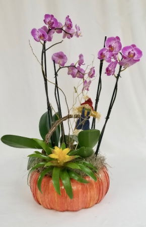 Ochids' Harvest potted plants