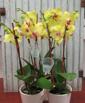 Simply Beautiful Beautiful single pot of double stem Phalaenopsis Orchid plant