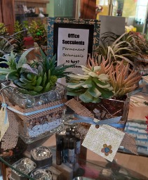 Office Succulents Gift