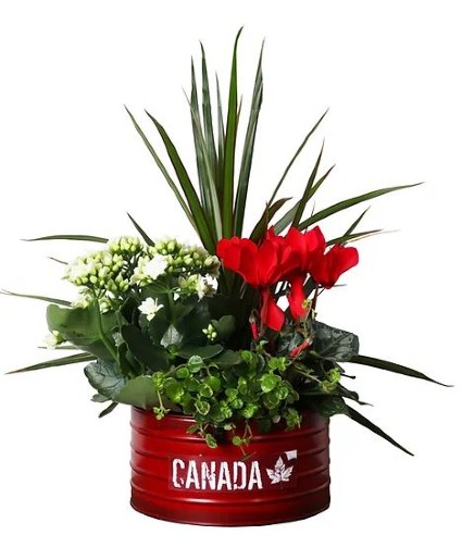 Oh Canada! Indoor planter