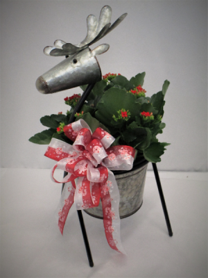 OH SO DEER -  KALANCHOE PLANT BLOOMING PLANT - LIMITED QTY