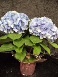 Ohhhh, BOY! Potted Hydrangea Plant