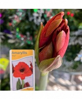 Assorted Color Amaryllis Potted Plant