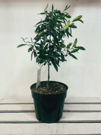 Olive Plant