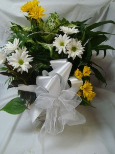 Large mixture of different plants in a basket with cut flowers and bow. Nice keepsake!