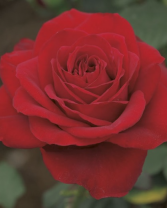 Olympiad 5 gallon - Hybrid Tea