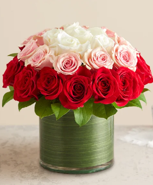 Ombre Roses 