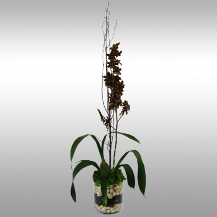Oncidium Orchid 