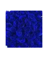 One Dozen Blue Roses BLUE12