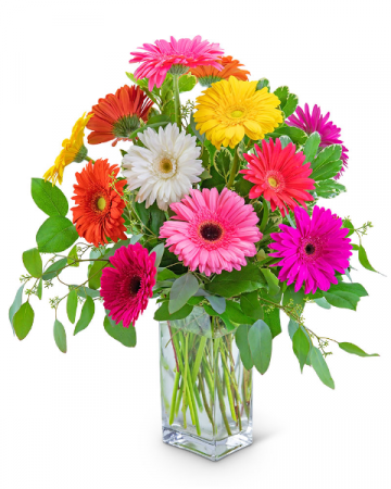 One Dozen Dashing Gerbera Flower Arrangement