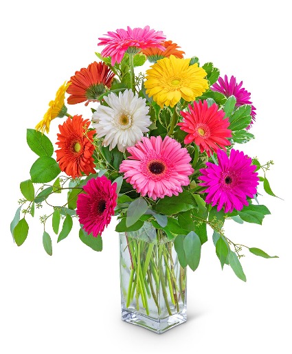 One Dozen Dashing Gerbera Flower Arrangement