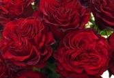 Florist Favorite One Dozen Red Garden Rose Vase