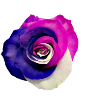 One Dozen Rainbow Passion Roses PAS12