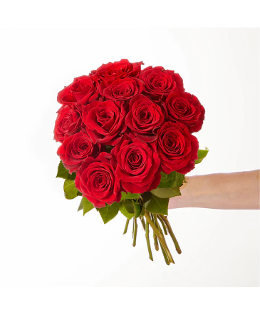 One Dozen Red Rose Bouquet  in Winnipeg, MB | MYRA ROSE FLORIST