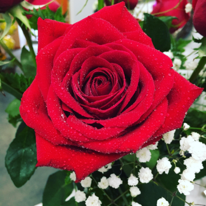 One Dozen Red Roses Wrapped