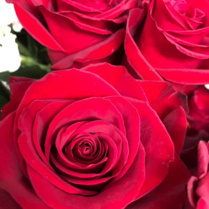 One Dozen Red Roses Wrapped