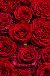 One Dozen Roses Valentine’s Special