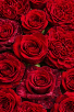 One Dozen Roses Valentine’s Special