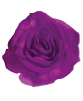 One Dozen Tinted Purple Roses PUR12