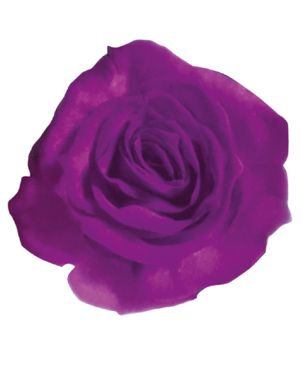 One Dozen Tinted Purple Roses PUR12