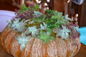 One of a kind pumkins with succulents  Fall in Alpine, TX | Petal Pushers