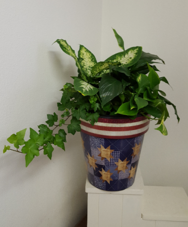 One of a Kind Red White and Blue planter Live indoor green plants