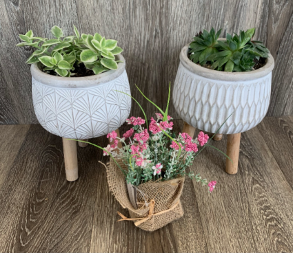 Succulent Garden