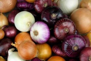Onion Sets Greenhouse