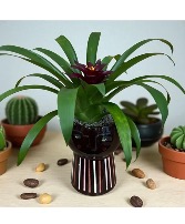 Opalhouse stoneware face planter with bromeliad 