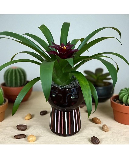 Opalhouse stoneware face planter with bromeliad 