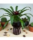Opalhouse stoneware face planter with bromeliad 