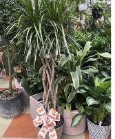 Open Braid "Dracaena marginata" - 10"  container 
