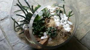 Open Globe Terrarium in Toronto, ON | BOTANY FLORAL STUDIO Open Globe Terrarium in Toronto, ON | BOTANY FLORAL STUDIO