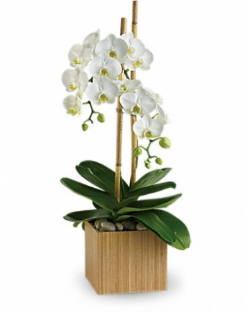 Opulent Orchid Blooming Plant