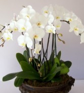 Opulent Orchid Plants 