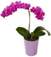 Opulent Orchid  Double Stem