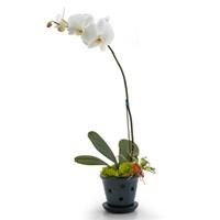 Phalaenopsis Fullers Rabbit Online Purchase