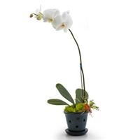 Opulent Orchids - Single Orchids
