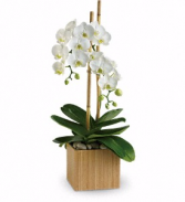 Opulent Orchid Container may vary