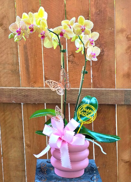 Opulent Orchids