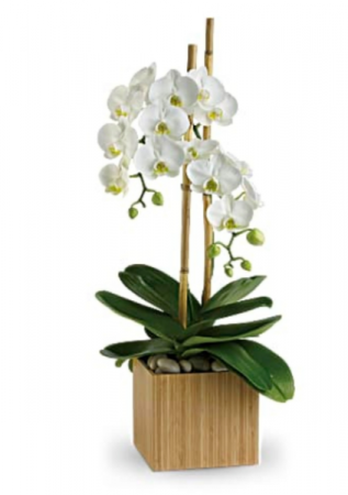 Opulent Orchids Blooming Plant