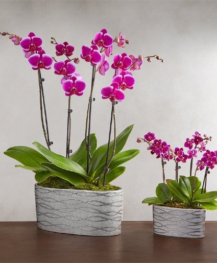 Simple Splendor Mini Orchid 