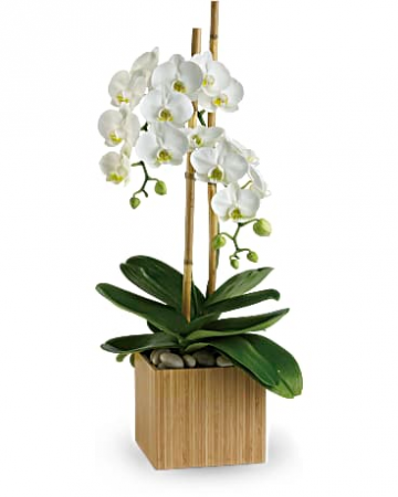 Opulent Orchids $89.99 Orchid