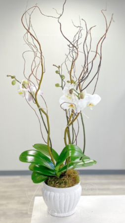 Opulent Orchids Phalaenopsis Orchid Plant