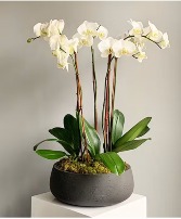 Opulent Orchids Starting at 74.99