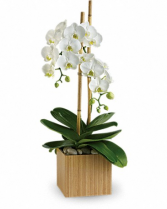 Opulent Orchids T98-2 11.5